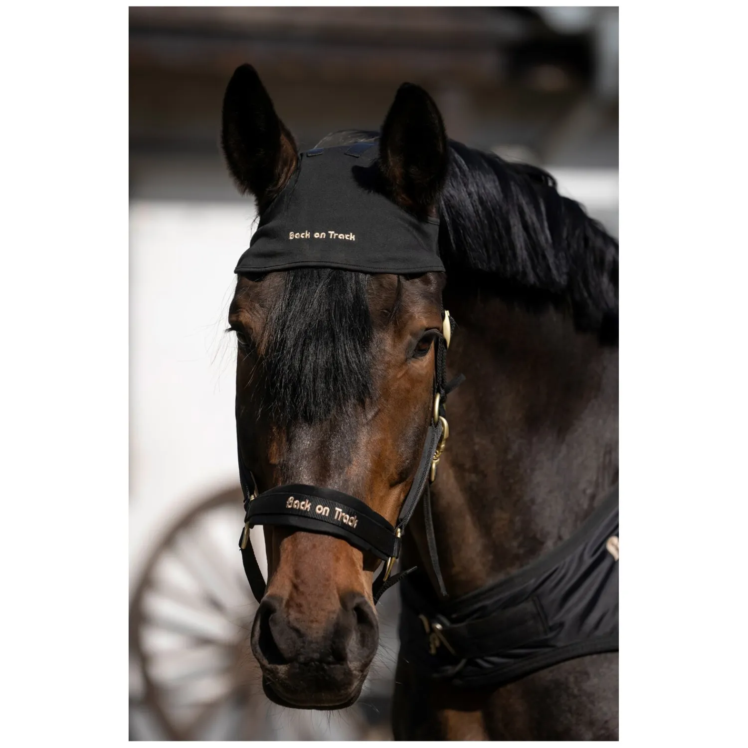 Back on Track Trensen|Therapie<Genickschoner