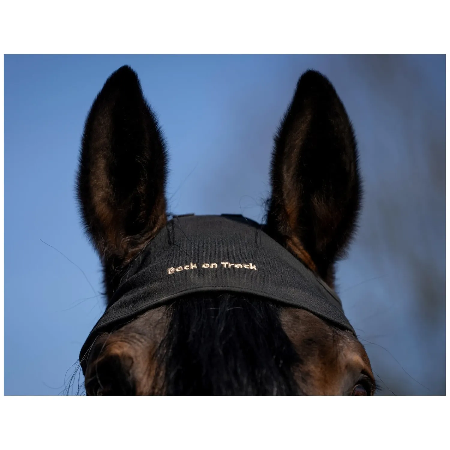 Back on Track Trensen|Therapie<Genickschoner