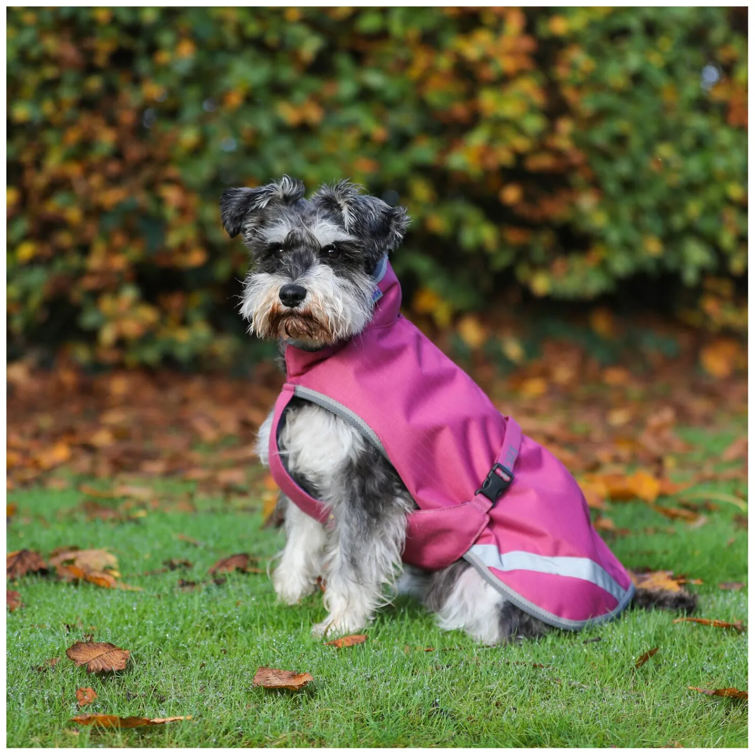 bucas Hundemäntel<Hundemantel Dog Rug Freedom 50 g
