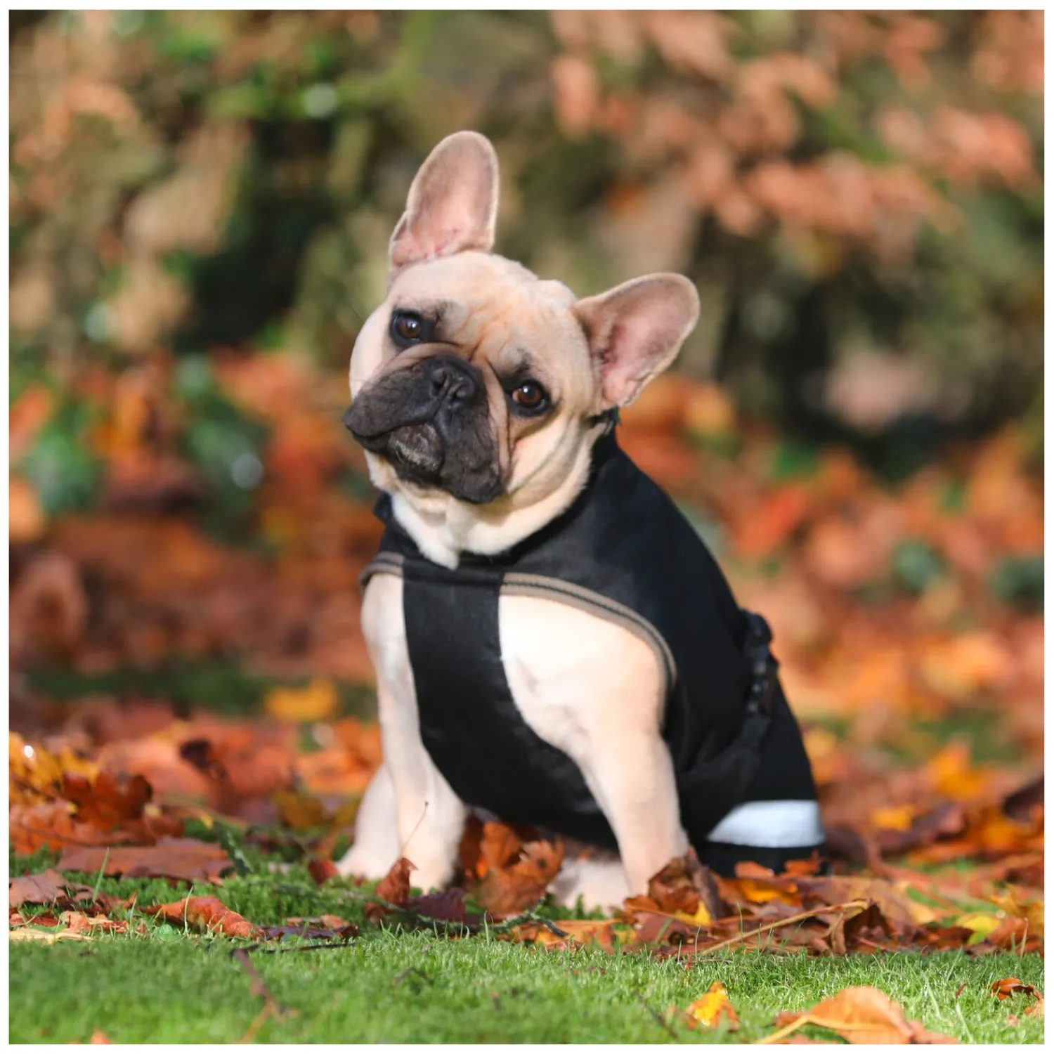 bucas Hundemäntel<Hundemantel Dog Rug Freedom 300 g