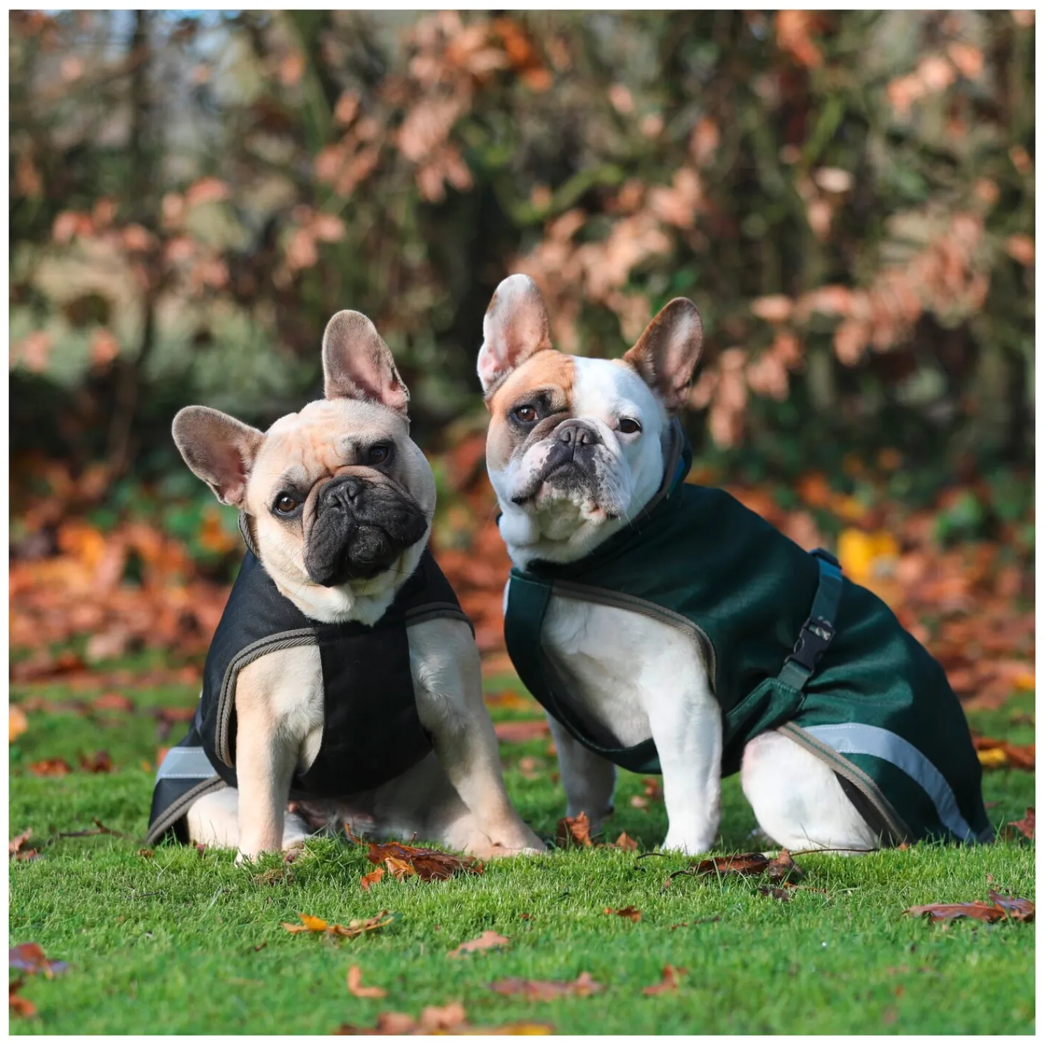 bucas Hundemäntel<Hundemantel Dog Rug Freedom 300 g
