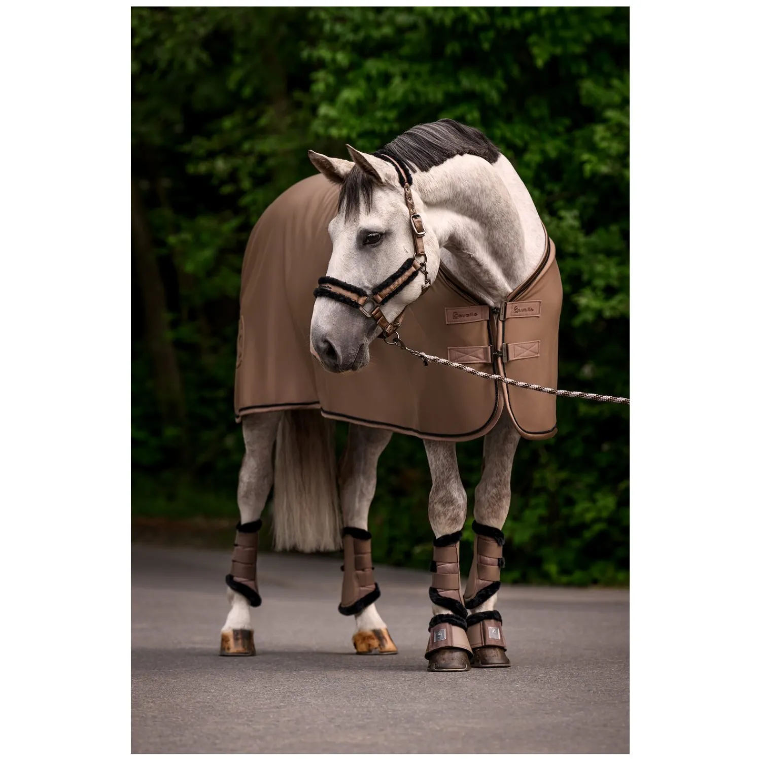 Cavallo Halfter<Halfter CAVALJERO