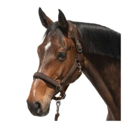 Cheval de Luxe Halfter<Halfter Toulouse