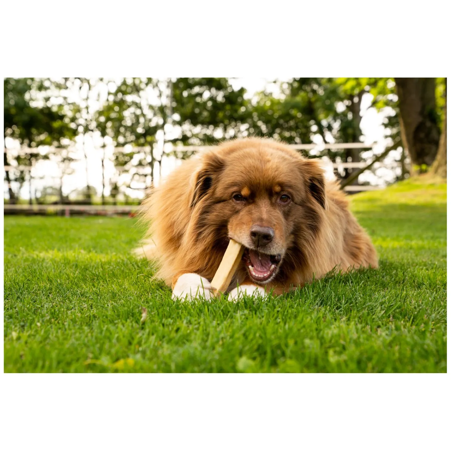 Loesdau Hundesnacks<DAUERKAUER Käsekauknochen
