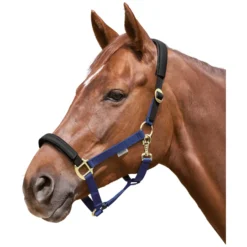 EQUEST Halfter<Halfter Equi-Stretch