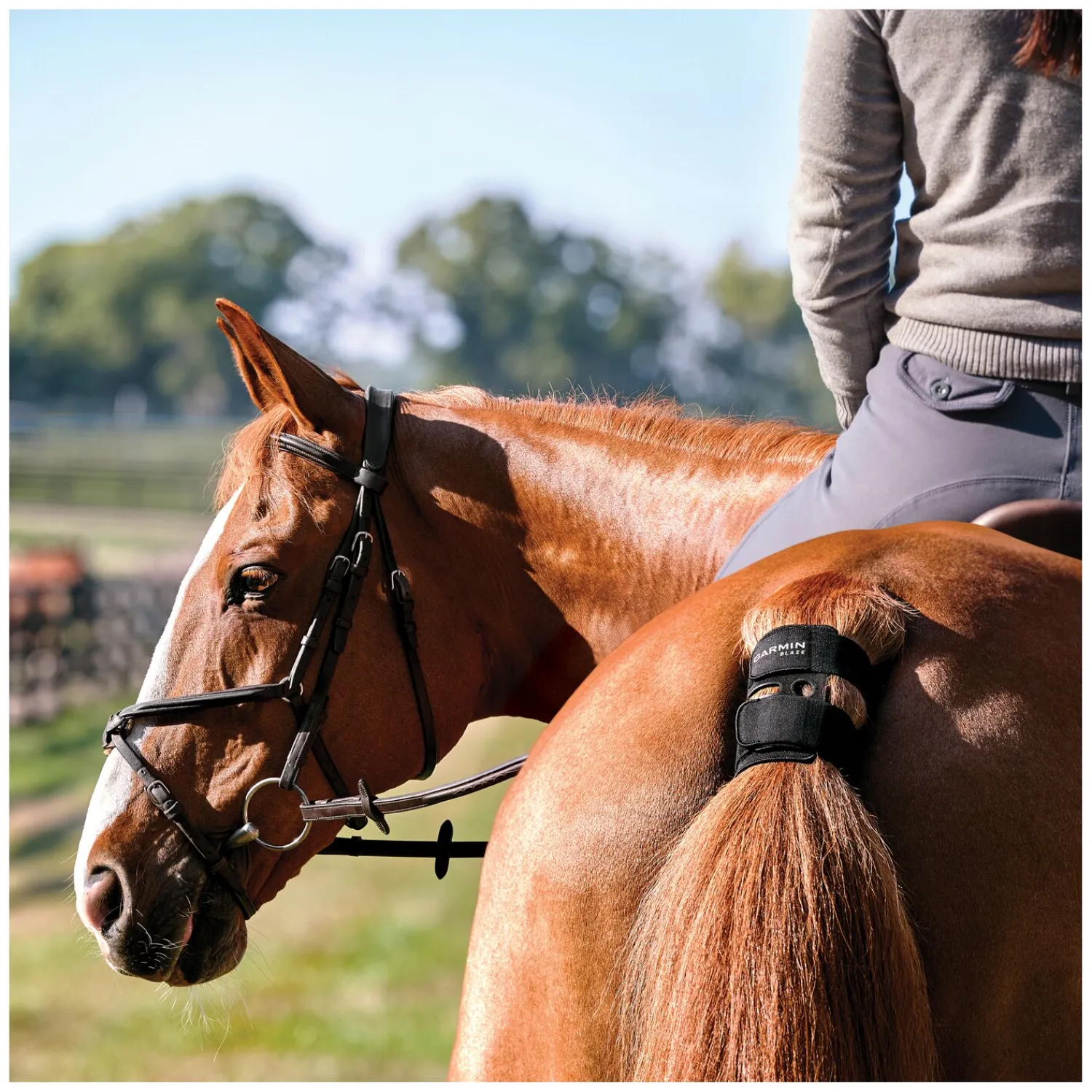 Loesdau Reitunterricht & Trainingszubehör|Funkgeräte<GARMIN Blaze Trainingssensor fürs Pferd