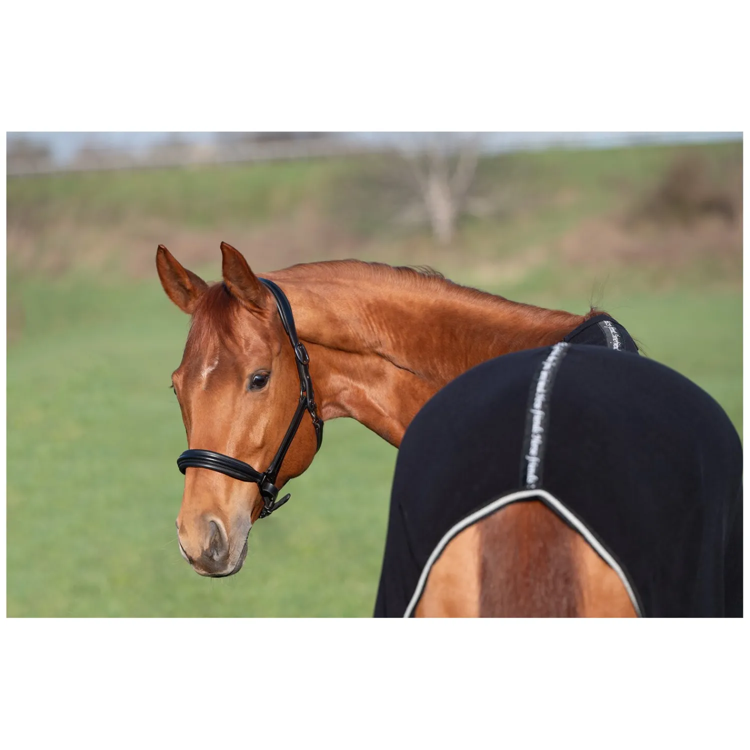 Horse-friends Pferdedecken|Transportdecken<Abschwitzdecke Wakefield