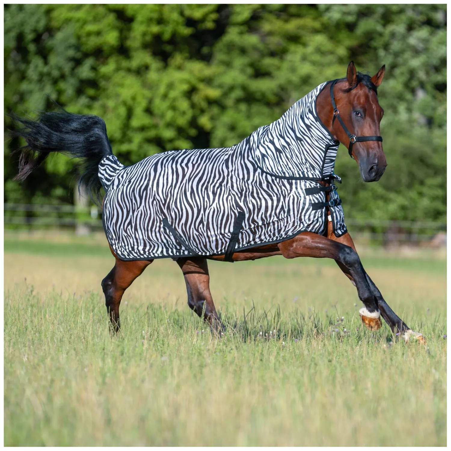Horse-friends Fliegendecken|Pferdedecken<Fliegendecke Wildlife III