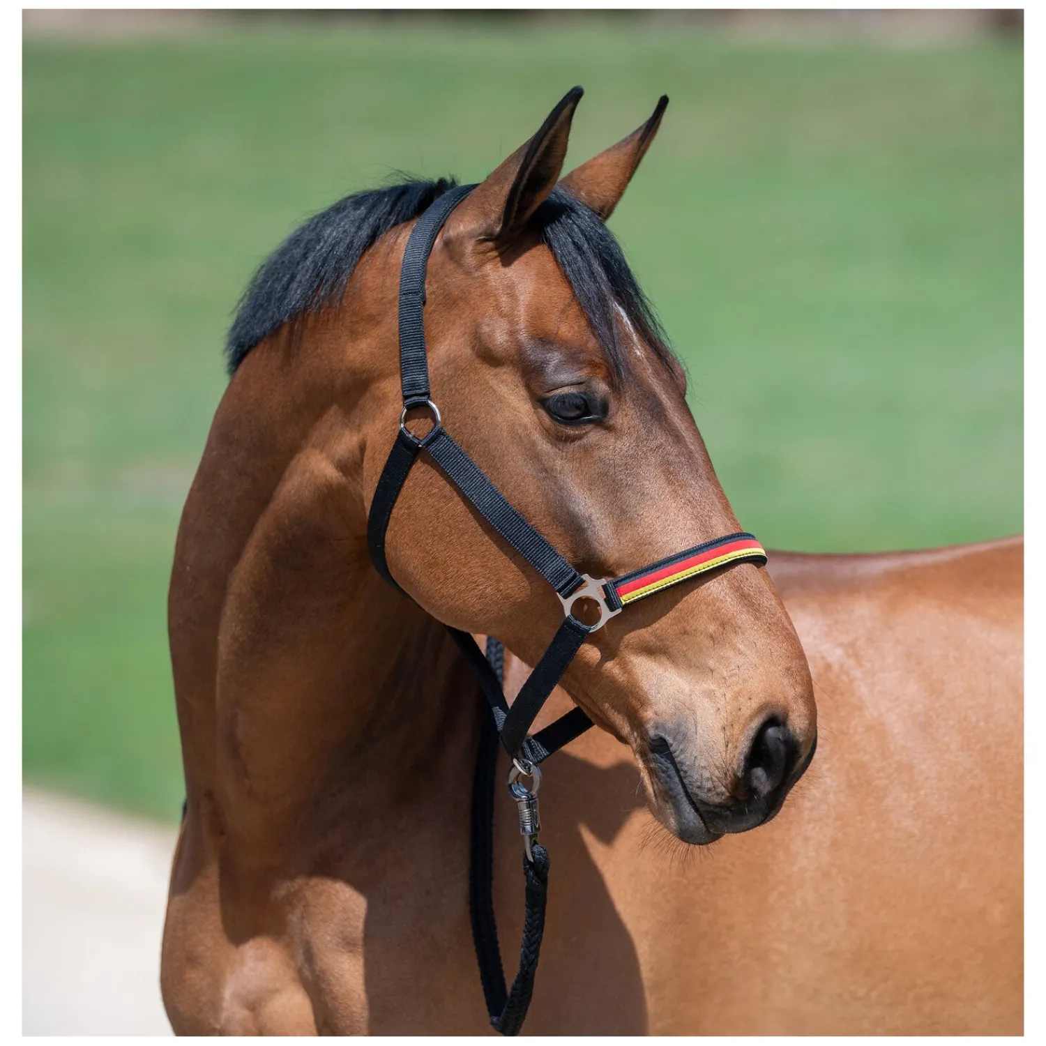 Horse-friends Halfter<Halfter Deutschland WM 2026