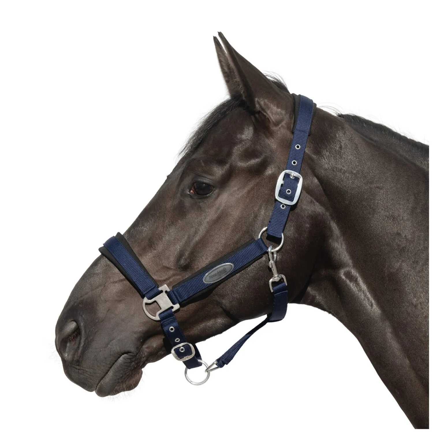 Horse-friends Halfter<Halfter Seattle