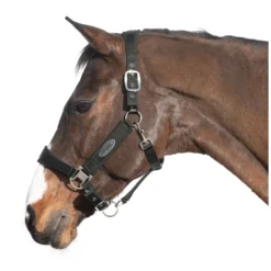 Horse-friends Halfter<Halfter Seattle