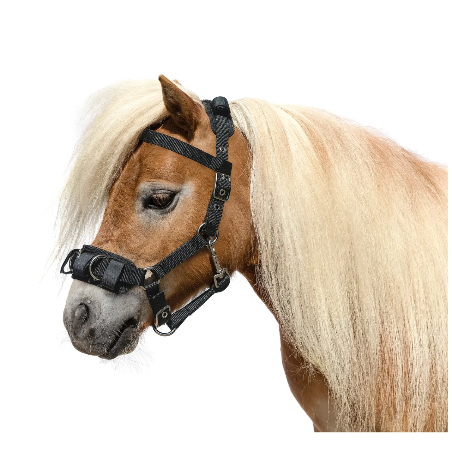 Loesdau Kappzäume<Horse-friends Kappzaum für s