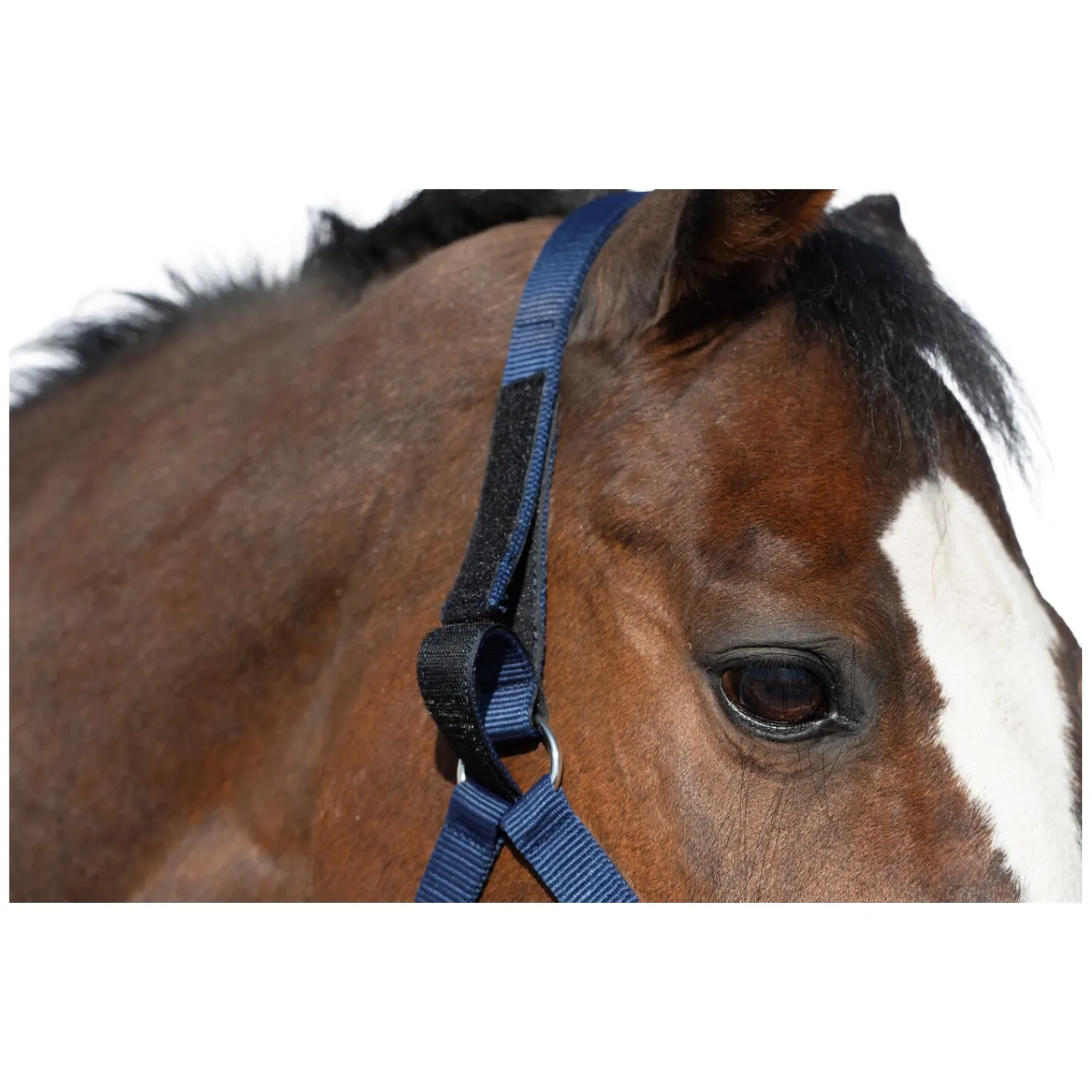 Horse-friends Halfter<Sicherheits-Halfter
