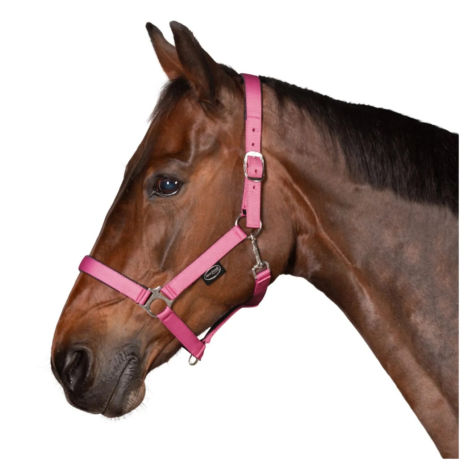 Horse-friends Halfter<Webhalfter Pin Buckle