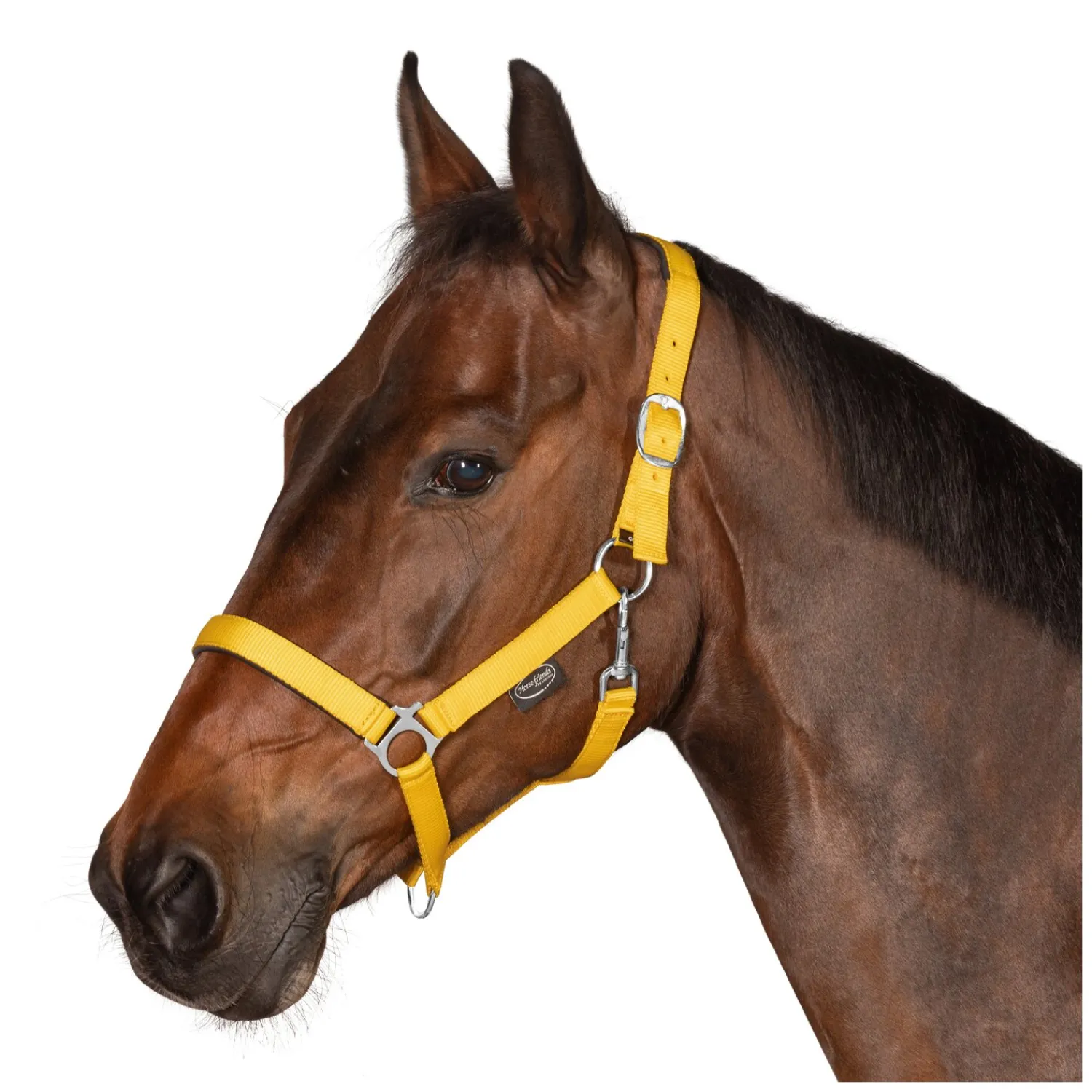 Horse-friends Halfter<Webhalfter Pin Buckle