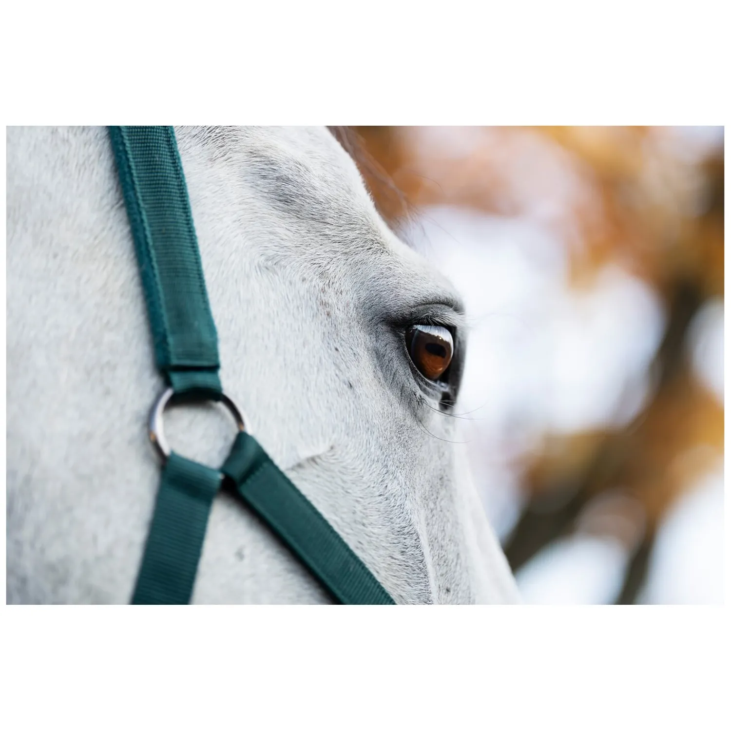 Horseware Halfter|Führstricke<Halfter und Führstrick