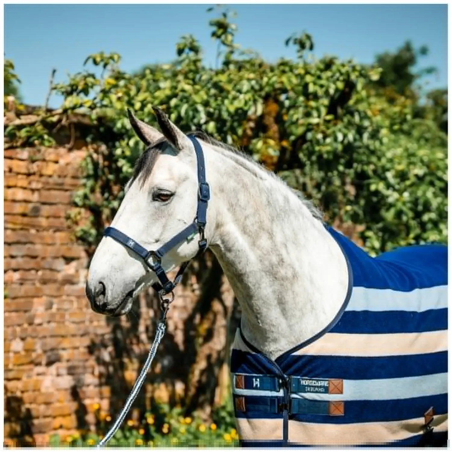 Horseware Halfter<Halfter und Führstrick Newmarket