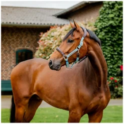 Horseware Halfter<Signature Halfter