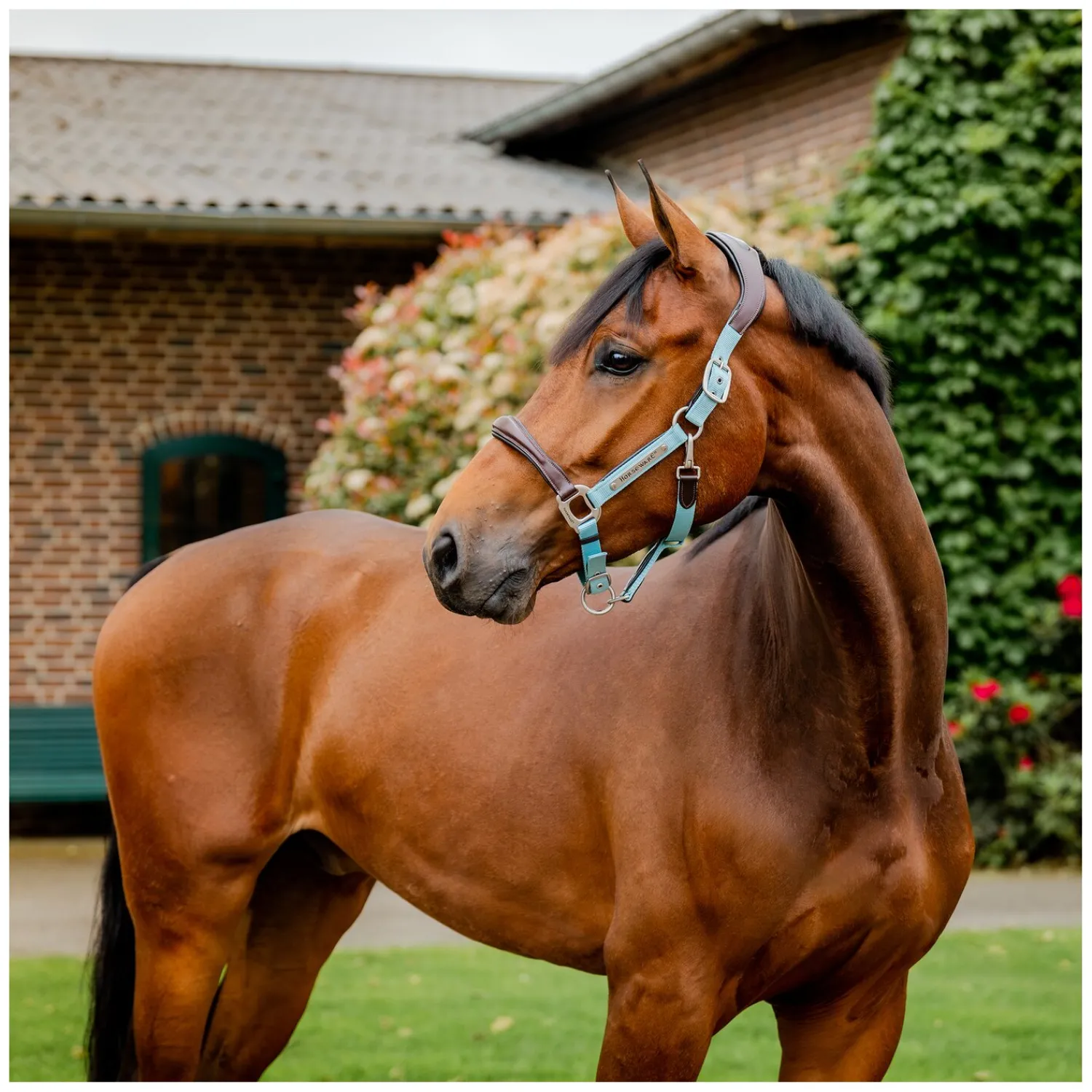 Horseware Halfter<Signature Halfter
