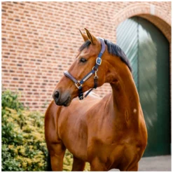 Horseware Halfter<Signature Halfter