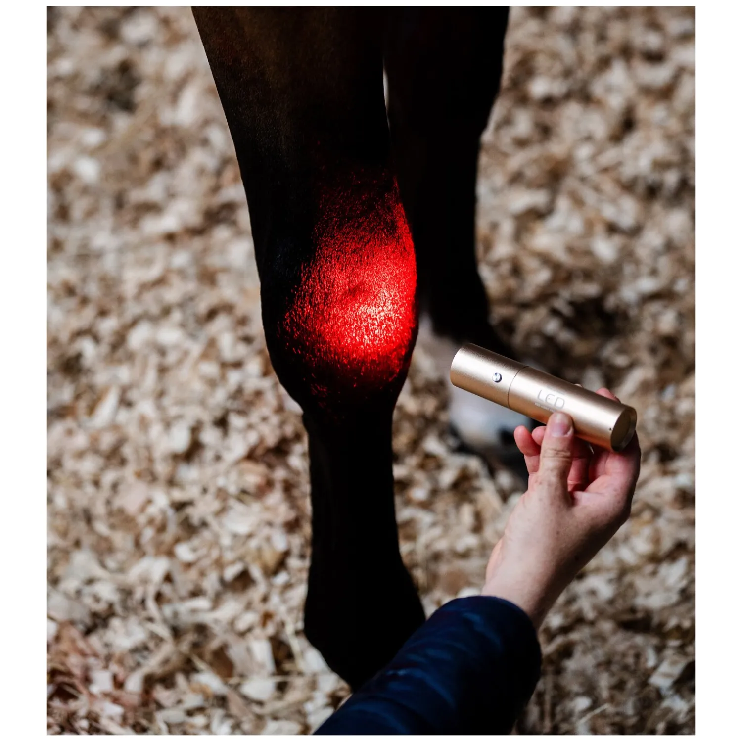 Loesdau Therapie<HORSEWARE Therapiestab LED Red Light Therapy