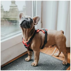 HUNTER Hundegeschirre<Gechirr Divo