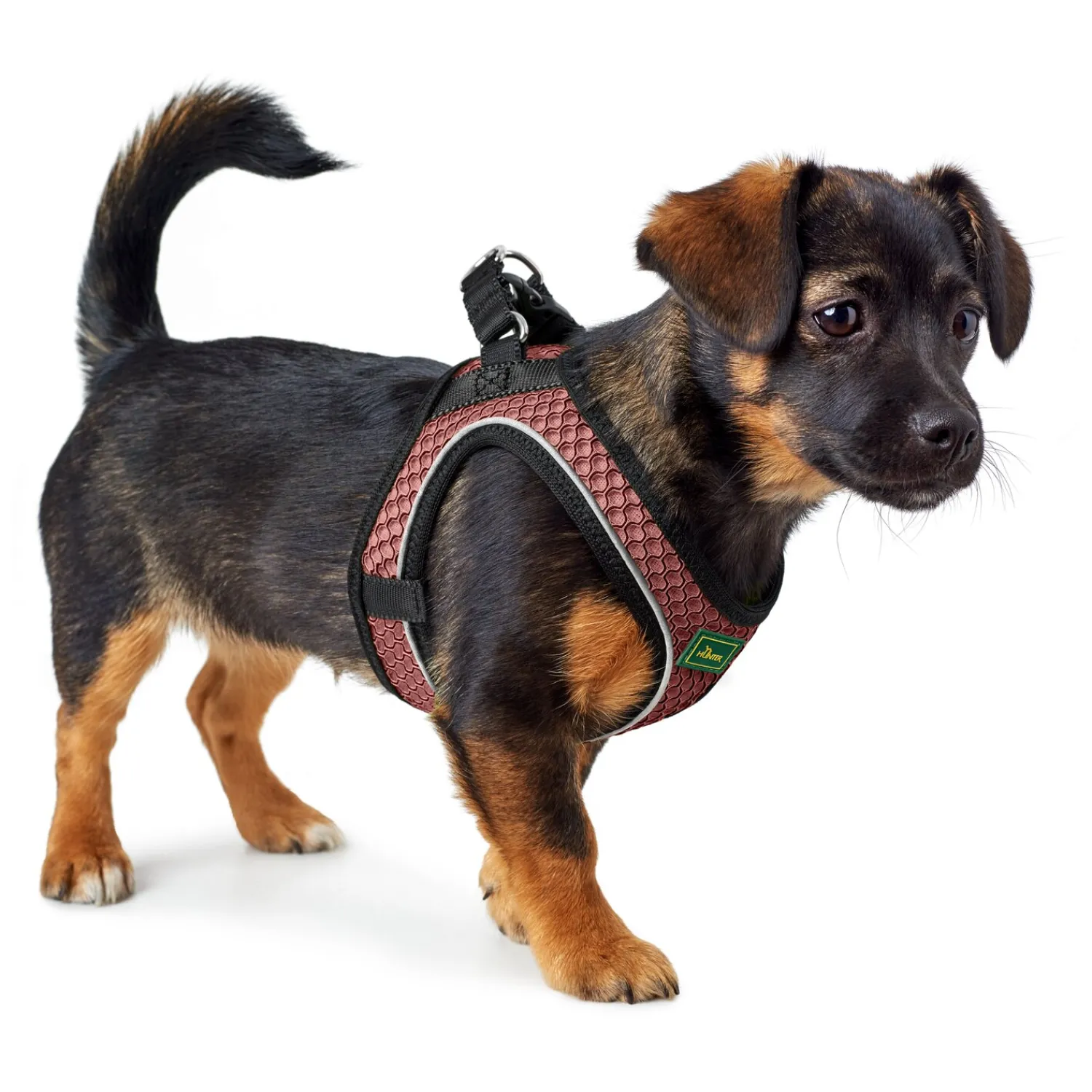 HUNTER Hundegeschirre<Geschirr Hilo Comfort