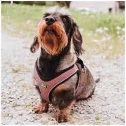 HUNTER Hundegeschirre<Geschirr Hilo Comfort