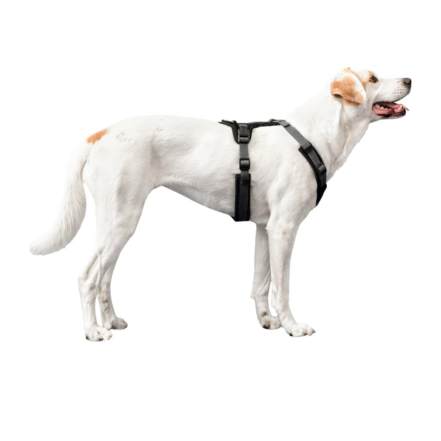 Loesdau Hundegeschirre<HUNTER Geschirr Maldon