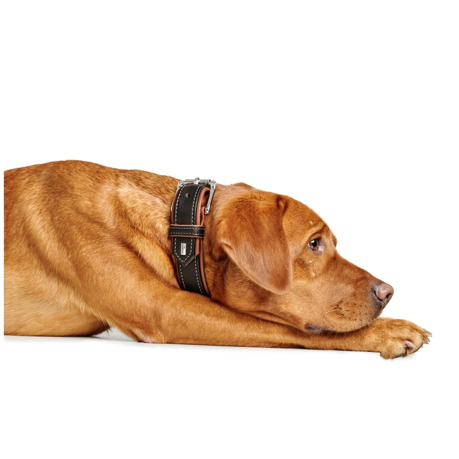 HUNTER Hundehalsbänder<Halsband Canadian Up
