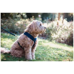 KENTUCKY Dogwear Hundegeschirre<Hundegechirr Activ Vevet
