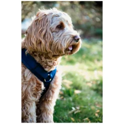 KENTUCKY Dogwear Hundegeschirre<Hundegechirr Activ Vevet