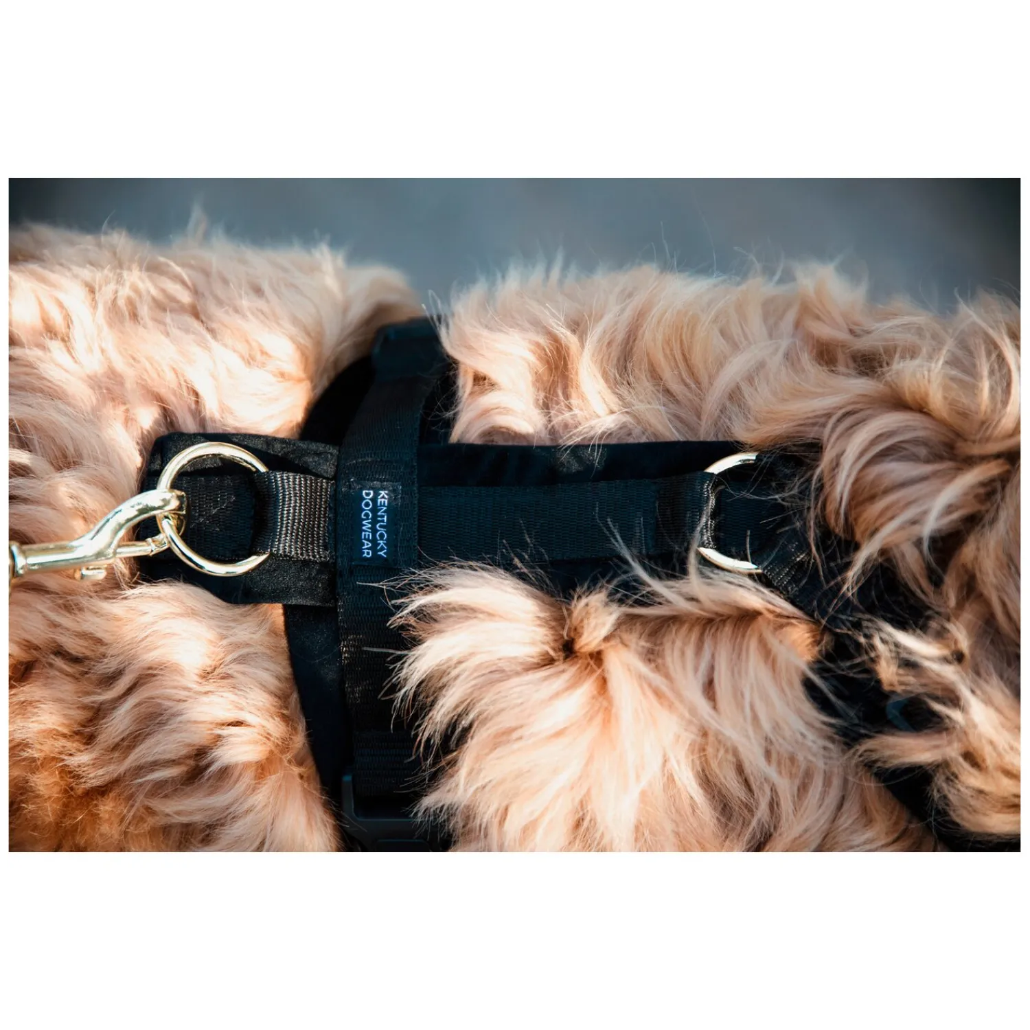 KENTUCKY Dogwear Hundegeschirre<Hundegechirr Activ Vevet