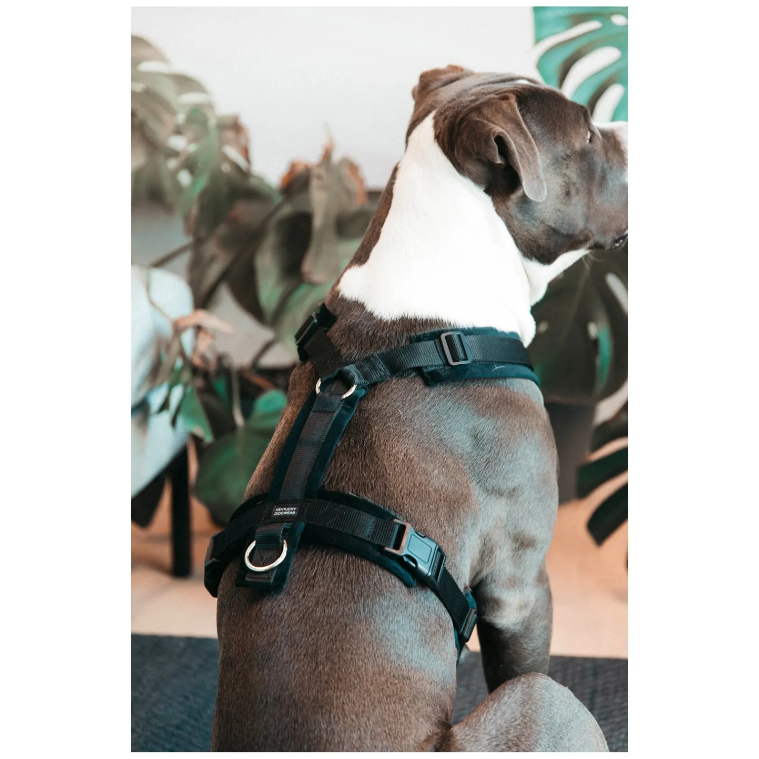 KENTUCKY Dogwear Hundegeschirre<Hundegechirr Activ Vevet