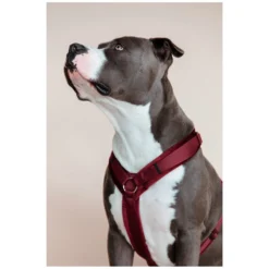KENTUCKY Dogwear Hundegeschirre<Hundegechirr Activ Vevet