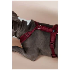 KENTUCKY Dogwear Hundegeschirre<Hundegechirr Activ Vevet