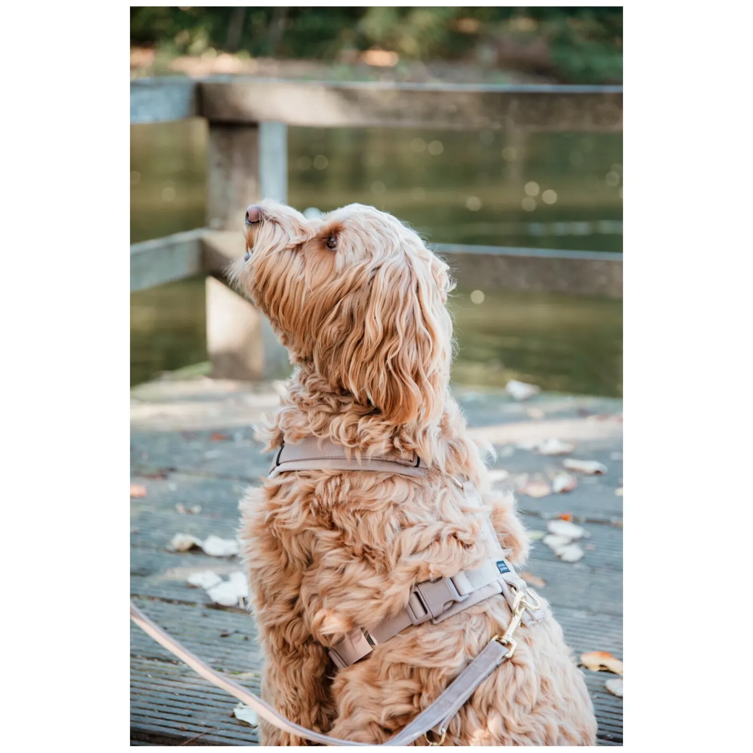 KENTUCKY Dogwear Hundegeschirre<Hundegechirr Activ Vevet