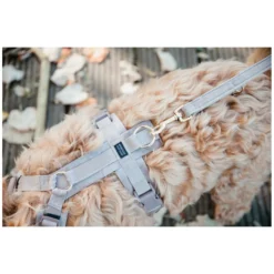 KENTUCKY Dogwear Hundegeschirre<Hundegechirr Activ Vevet