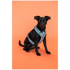 Loesdau Hundegeschirre<KENTUCKY Dogwear Hundegeschirr Active