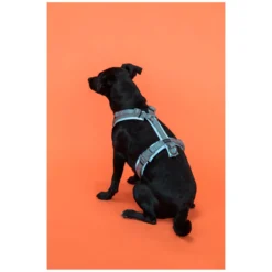 Loesdau Hundegeschirre<KENTUCKY Dogwear Hundegeschirr Active