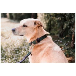 KENTUCKY Dogwear Geschenke Für Reiter|Hundehalsbänder<Hundehaband Paited Nyon