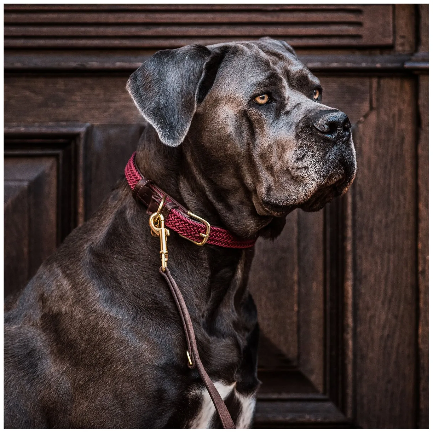 KENTUCKY Dogwear Geschenke Für Reiter|Hundehalsbänder<Hundehaband Paited Nyon