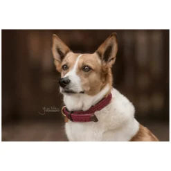 KENTUCKY Dogwear Geschenke Für Reiter|Hundehalsbänder<Hundehaband Paited Nyon