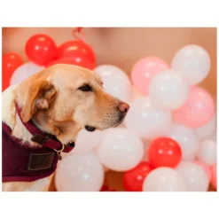 KENTUCKY Dogwear Geschenke Für Reiter|Hundehalsbänder<Hundehaband Paited Nyon