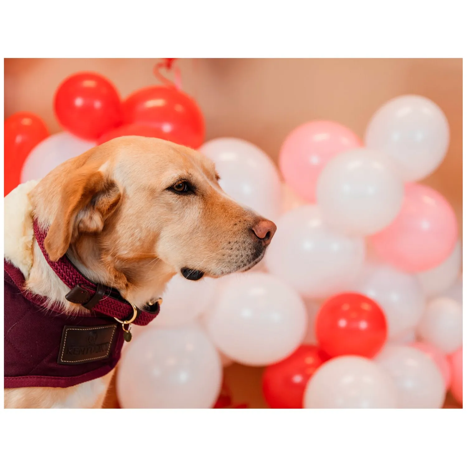 KENTUCKY Dogwear Geschenke Für Reiter|Hundehalsbänder<Hundehaband Paited Nyon