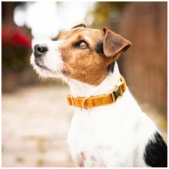 KENTUCKY Dogwear Hundehalsbänder<Hundehasband Vevet