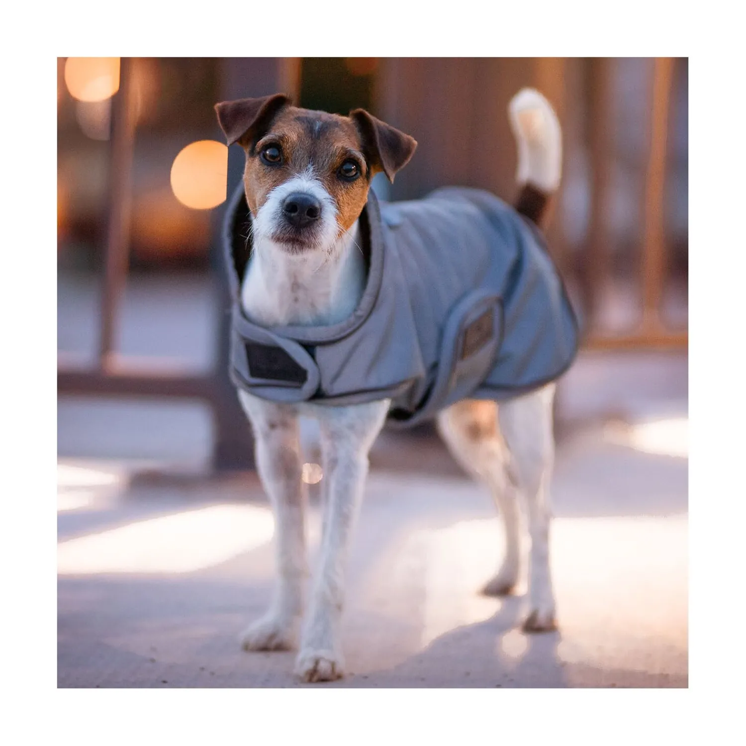 KENTUCKY Dogwear Hundemäntel<Hundeante refektierend und waerabweiend