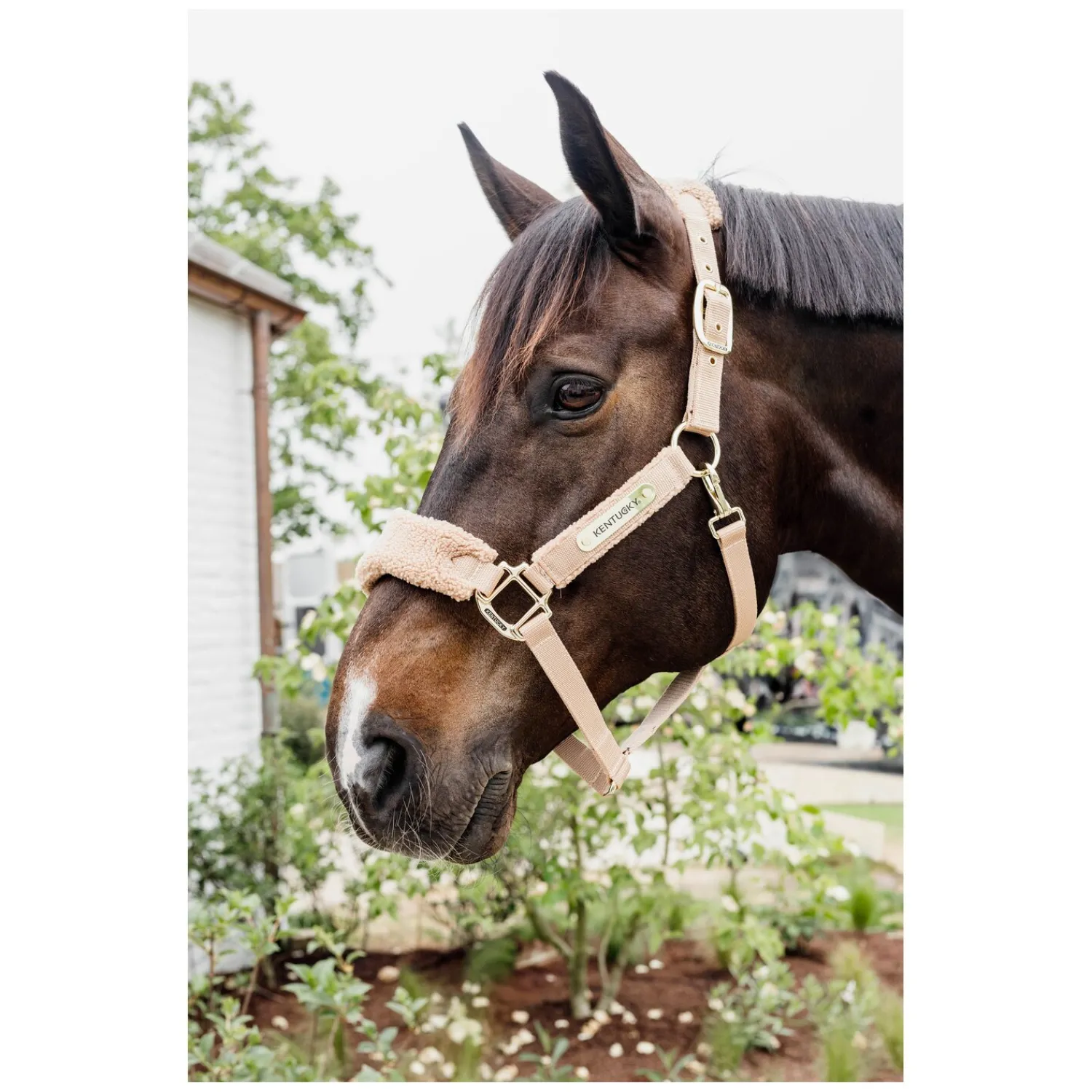 KENTUCKY Halfter<Teddyfleece-Halfter