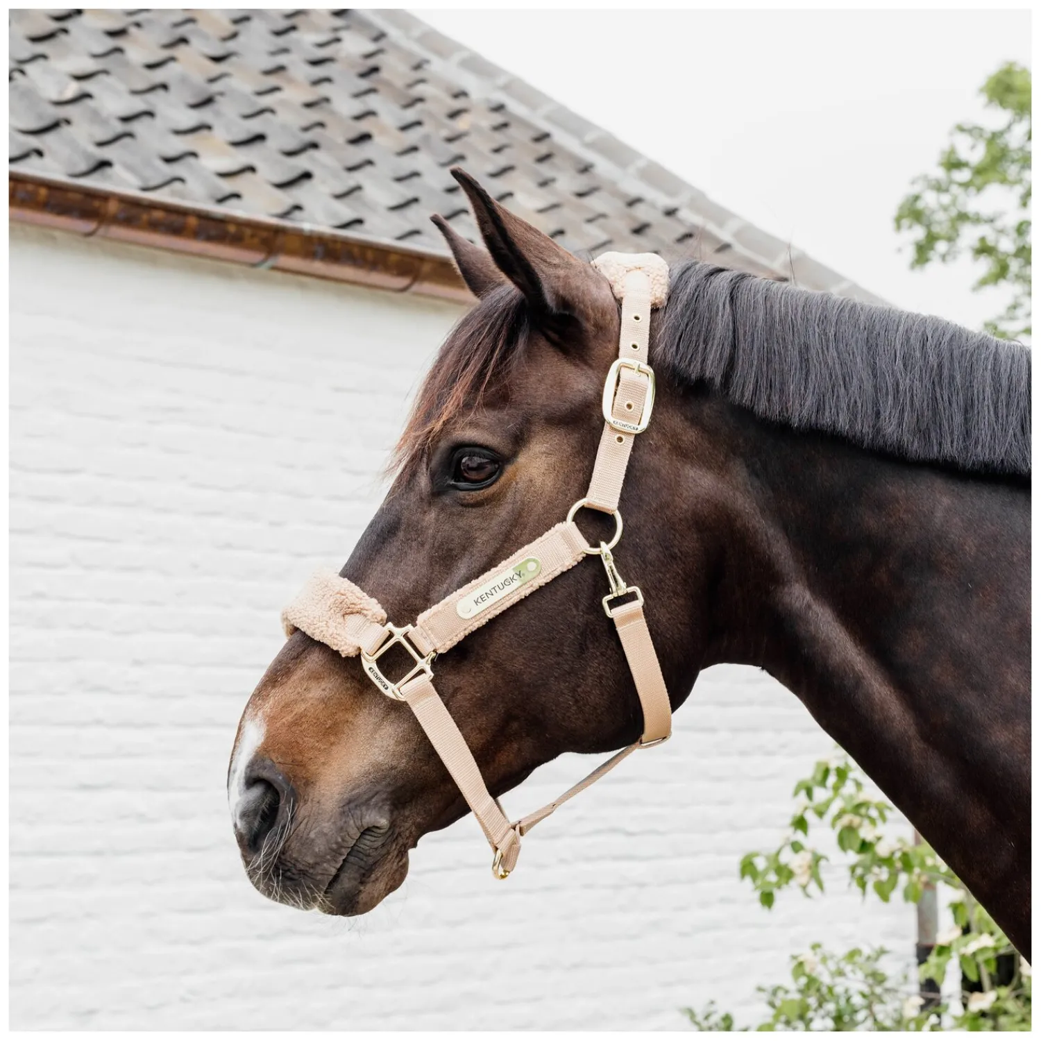 KENTUCKY Halfter<Teddyfleece-Halfter