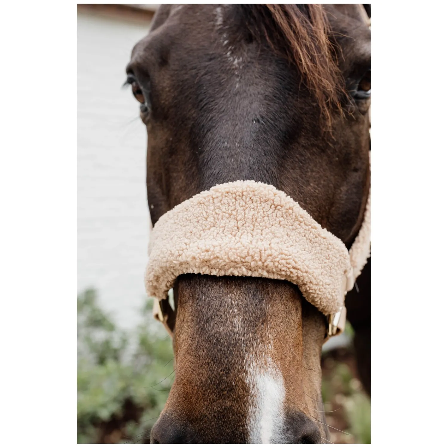 KENTUCKY Halfter<Teddyfleece-Halfter